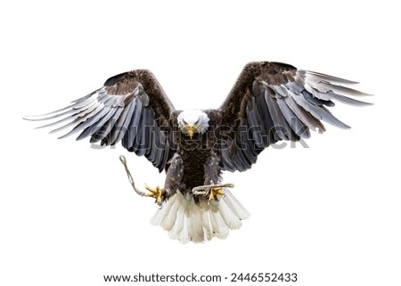 bald eagle flying isolated on white background, Bald eagle flying, eagle flying isolated.
