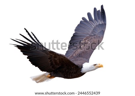 Adult american bald eagle isolated on white background, flying bald eagle isolated, eagle flying isolated.