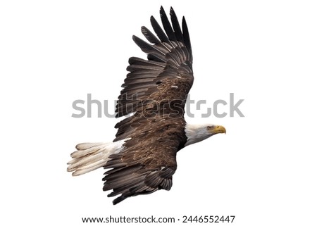 bald eagle flying isolated on white background, Bald eagle American,
eagle flying isolated.