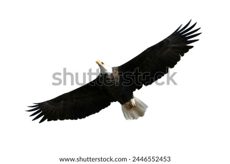 bald eagle flying isolated on white background, eagle flying isolated,
Bald eagle flying.