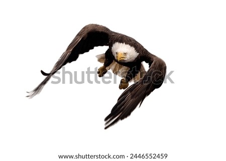 bald eagle flying isolated on white background, Bald eagle American flying, eagle flying isolated.

