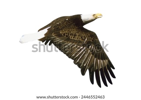 bald eagle flying isolated on white background, Bald eagle American,
Bald eagle flying, bald eagle head isolated.
