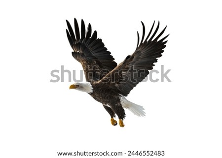 bald eagle flying isolated on white background, Bald eagle American, eagle flying isolated.
