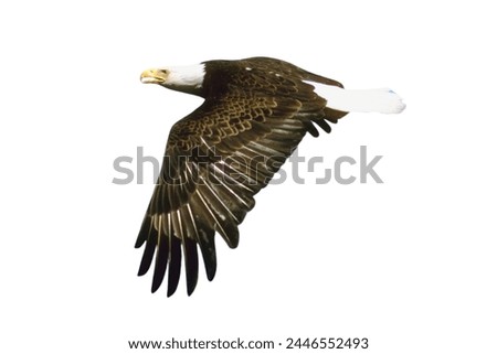 bald eagle flying isolated on white background, Bald eagle American,
Bald eagle flying, bald eagle head isolated.
