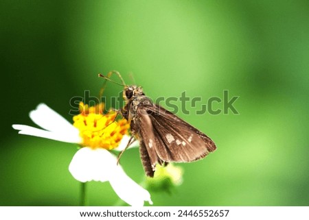Close up of a beautiful-looking moth perching. 