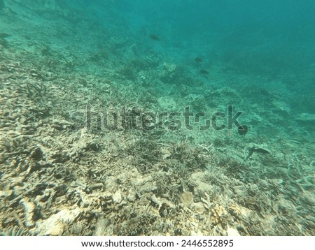 This is the underwater photo.