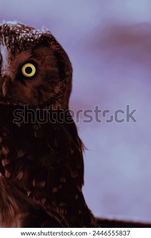 Boreal Owl (Aegolius funereus) at sunrise