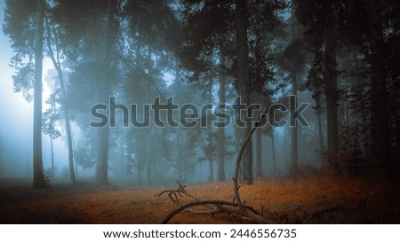 Beautiful mystical forest in blue fog in autumn. Cold foggy morning in horror forest
