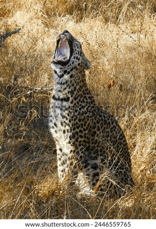 Yawning leopard in the Okavango Delta, Botswana