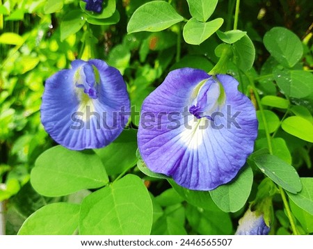 Blue butterfly pea flowers growing wild in the yard can be consumed to make a health drink with a million benefits