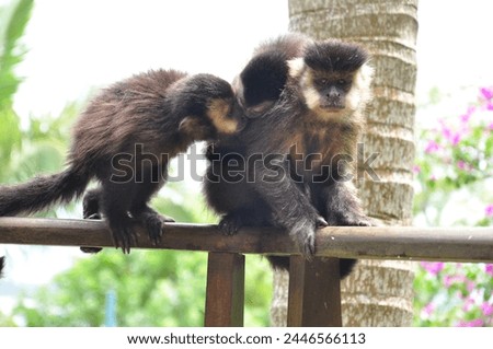 Monkeys in the Atlantic Forest of Brazil