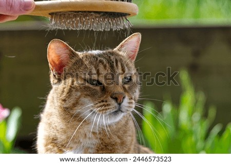 Close-up headshot of brown, white and black cute adult female tabby cat sitting at garden at Swiss City of Zürich on a sunny spring day. Photo taken April 6th, 2024, Zurich, Switzerland. Royalty-Free Stock Photo #2446573523