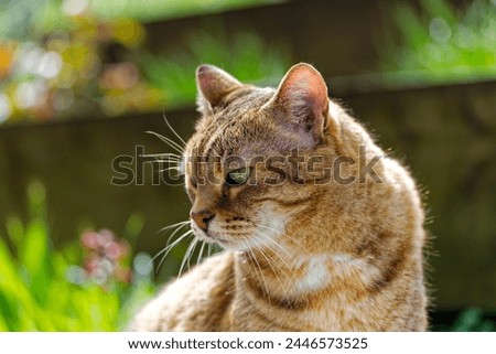 Close-up headshot of brown, white and black cute adult female tabby cat sitting at garden at Swiss City of Zürich on a sunny spring day. Photo taken April 6th, 2024, Zurich, Switzerland. Royalty-Free Stock Photo #2446573525