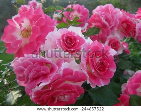 Rose rose in the garden