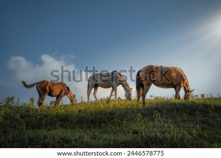 Herd of horses eating grass and grazing on lush meadow in highlands on sunny day in Panama