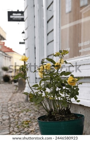 yellow flowers on the street