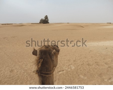 Dromedary - Camel - Nature - Wildlife - Sunset
