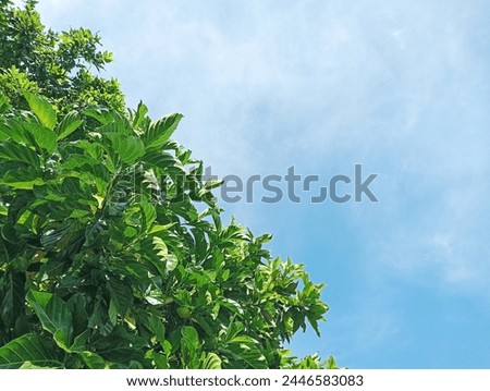 contrast color between green leaves and blue sky