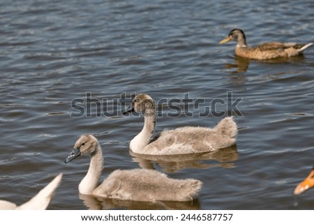 grey chicks of the white sibilant swan with grey down, young small swans with adult swans parents Royalty-Free Stock Photo #2446587757