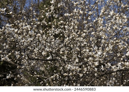 Close-up photo of a huge flowering magnolia tree densely covered with white flowers 