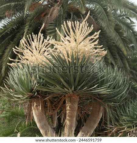 Dracaena draco. Plant of palm. Royalty-Free Stock Photo #2446591759
