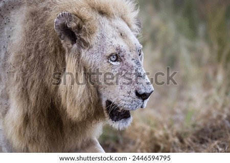 Close up portrait of the male white lion surviving wild in the Kruger National Park  Royalty-Free Stock Photo #2446594795