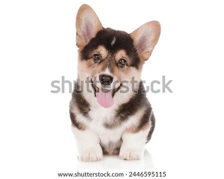 dog puppies funny smiling puppy dog a paw and cute puppy on white background