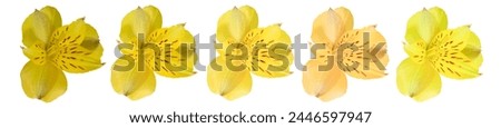isolated yellow alstroemeria buds: dark, light, very light, with a pink tinge, with a green tinge Royalty-Free Stock Photo #2446597947