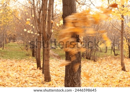 Leaf fall from maple leaves on a tree with a skein of twine