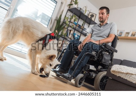 Faithful helper, skilled service dog retrieving dropped remote control to a man in wheelchair. Home assistance and people with disability concepts. Royalty-Free Stock Photo #2446605311