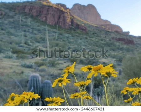 The Sonoran Desert in spring of 2024, a beautiful green landscape in the American southwest. Saguaro cacti, brittlebush and other wildflowers dot the landscape. Scenic trailhead, Marana, Arizona, USA. Royalty-Free Stock Photo #2446607421