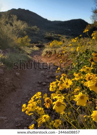 Brittlebush, Encelia farinosa, yellow wildflowers blooming by the scenic trail in Saguaro National Park West. A beautiful hiking trail in the Sonoran Desert during the spring of 2024. Arizona, USA. Royalty-Free Stock Photo #2446608857