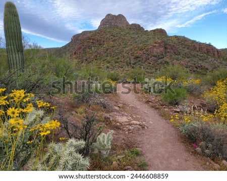 Brittlebush, Encelia farinosa, yellow wildflowers blooming by the scenic trail in Saguaro National Park West. A beautiful hiking trail in the Sonoran Desert during the spring of 2024. Arizona, USA. Royalty-Free Stock Photo #2446608859