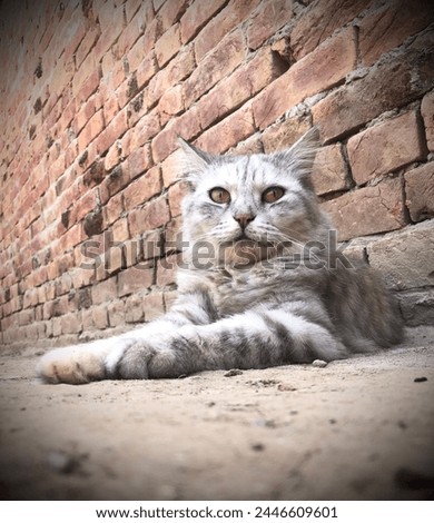 An Elegant pic of a Persian Cat