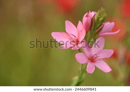 A close up of pink flowers
