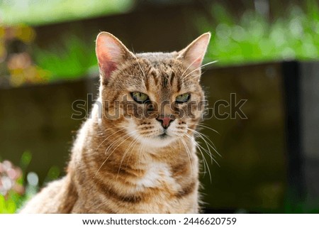 Close-up headshot of brown, white and black cute adult female tabby cat sitting at garden at Swiss City of Zürich on a sunny spring day. Photo taken April 6th, 2024, Zurich, Switzerland. Royalty-Free Stock Photo #2446620759