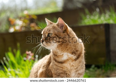 Close-up headshot of brown, white and black cute adult female tabby cat sitting at garden at Swiss City of Zürich on a sunny spring day. Photo taken April 6th, 2024, Zurich, Switzerland. Royalty-Free Stock Photo #2446620761