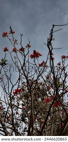 Erythrina variegata, commonly known as tiger's claw or Indian coral tree. This tree is a thorny deciduous tree. It has dense clusters of scarlet or crimson flowers and black seeds. Ornamental tree.