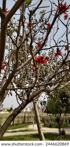Erythrina variegata, commonly known as tiger's claw or Indian coral tree. This tree is a thorny deciduous tree. It has dense clusters of scarlet or crimson flowers and black seeds. Ornamental tree.