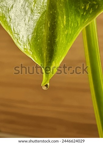 Close up on a monstera leaf with a drop of water on a leaf tip caused due to the process of guttation. Guttation is the process of secretion of water droplets from the pores of some vascular plants. Royalty-Free Stock Photo #2446624029