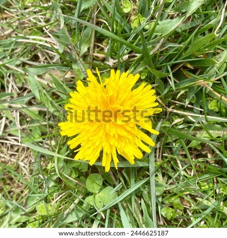 Closeup of a bright yellow dandelion bloom amongst clover and grass