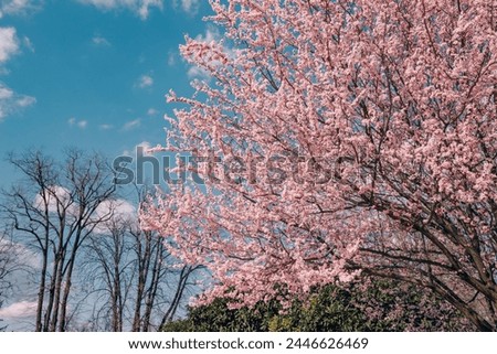 A close-up photography of a bunch of bright pink flowers in full blossom, radiating the freshness of summer in a sunny park.