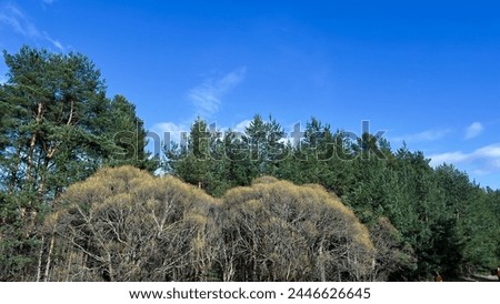 Background of spring nature in park. Blooming trees in forest in March. Forest nature under blue sky. Background with copy space. Nature wallpaper. Film grain texture. Soft focus. Blur