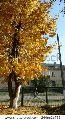Autumn golden maple "sycamore" in a Ukrainian kindergarten.
