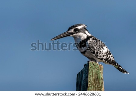 Pied Kingfisher, Ceryle rudis, bird Royalty-Free Stock Photo #2446628681