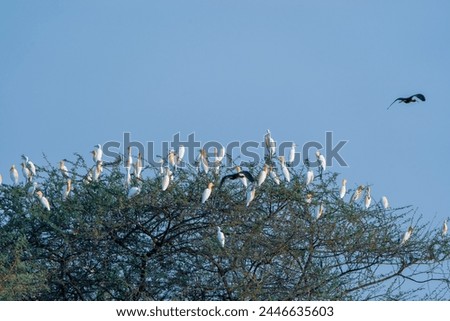 beautiful photograph white egret cranes heron migratory bird photography sanctuary flock of Avian Life thorn tree branches perch wallpaper background india Kerala tamilnadu empty space tourism 