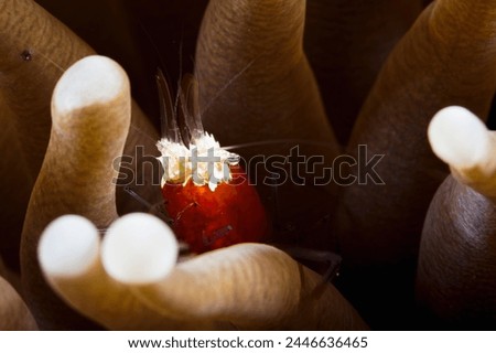A picture of a mushroom coral ghost shrimp