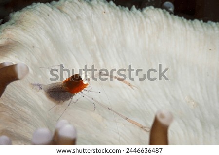A picture of a mushroom coral ghost shrimp