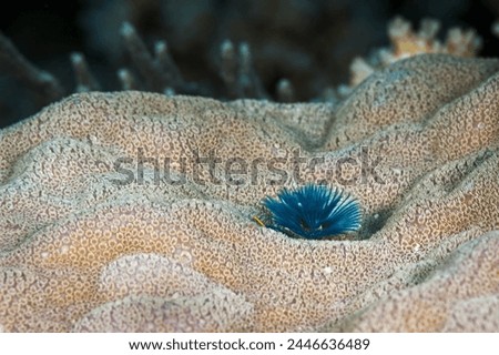 A picture of a colored Christmas tree worm