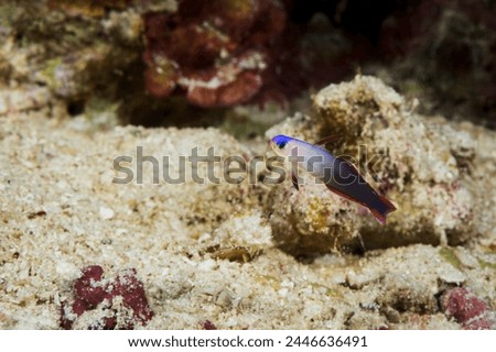 A picture of a beautiful purple fire goby
